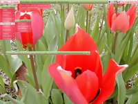 Tulips :: MrRadicalEd