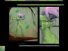 leaflady :: snapcase