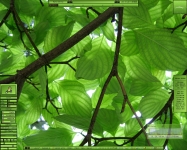 Leaves :: ser VI Leaves :: ser VI