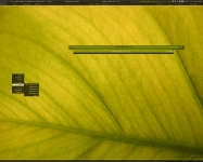 leaf :: dauc leaf :: dauc